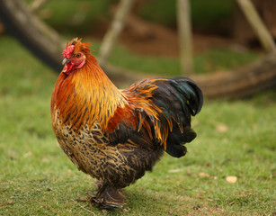 Portrait of a Bantam Chicken