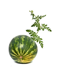 Watermelon with vine isolated on white background