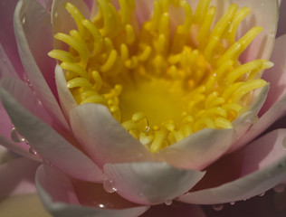 water lily