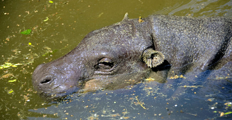 Hippopotame nain 1