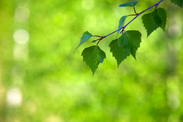 leaves of birch