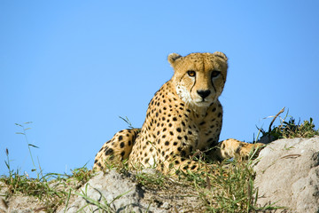 Gepard