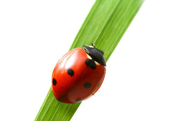 red ladybug
