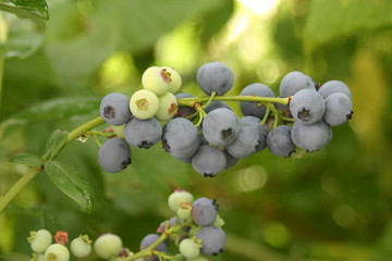 reifende Heidelbeeren