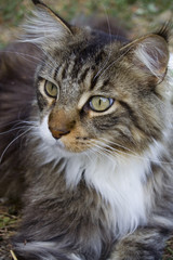 chat maine coon
