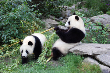 Obraz na płótnie Canvas Panda i Panda