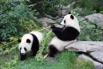 Zelfklevend Fotobehang Panda and panda © Natalia Danecker