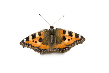 Obraz premium butterfly