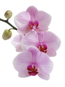 Orchidee