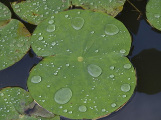 Gotas de agua sobre nenufar