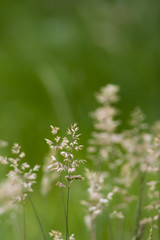 Summer Grass