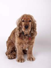 Cocker Spaniel (Totale)