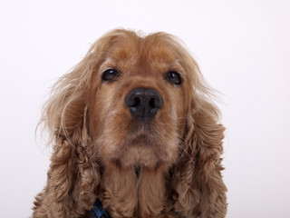 Fototapeta premium Cocker Spaniel Portrait #2