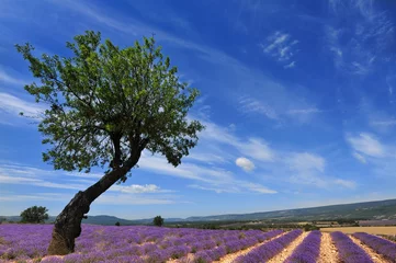 Fototapeten Baum ganz allein in Lavendel © Tilio & Paolo