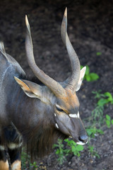 Nyala