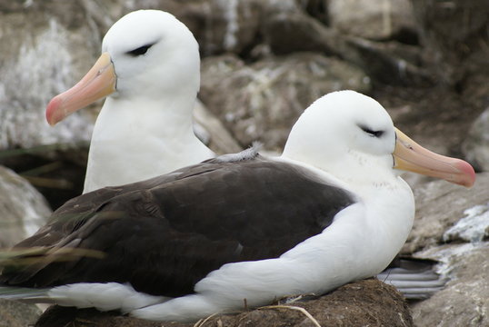 Albatrosse