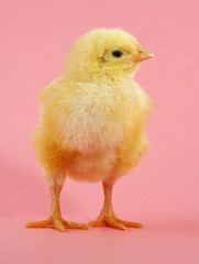 cute chick