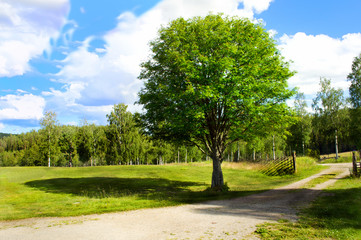 Old tree in the nature