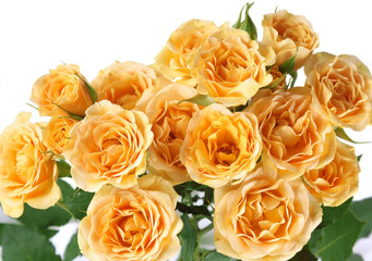 Yellow roses