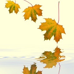 Maple Leaves in Autumn