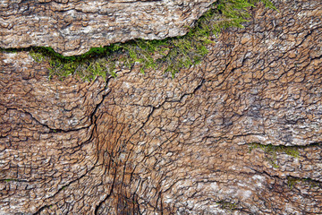 Old Oak Slab