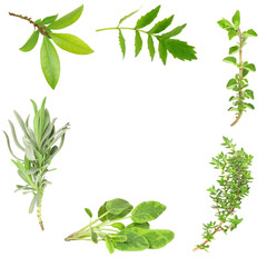 Herb Leaf Border