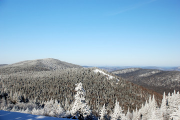Fototapeta na wymiar Snowy drzew góry
