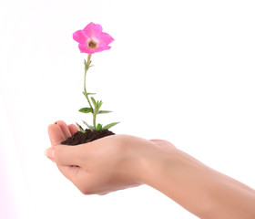 Young flower in hands  over white