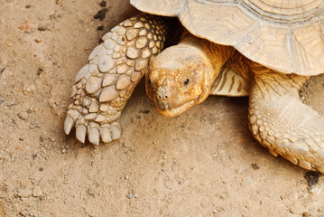 Closeup of turtle face and feet