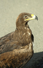 Golden eagle