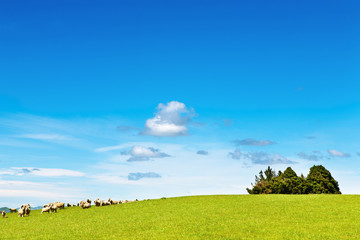 Green field and blue sky