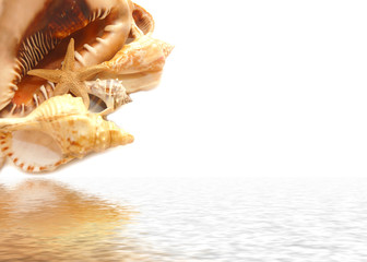 Obraz na płótnie Canvas Seashell on white and their reflexion in water