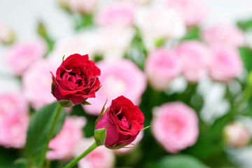 rose
