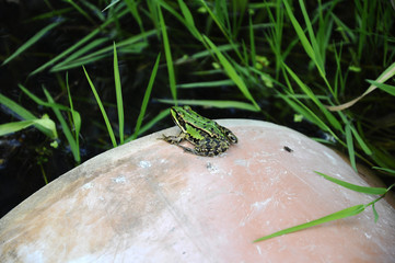 Teichfrosch - Rana-kl-esculenta