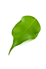 leaf isolated