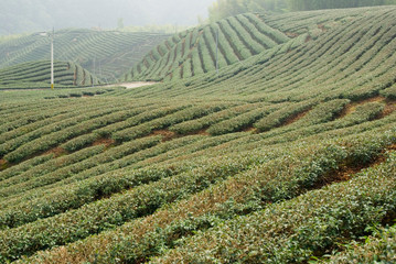 Tea trees on hill