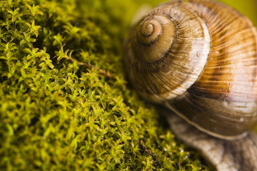Shell