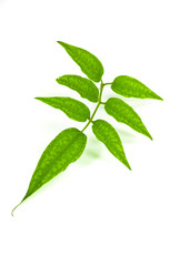 leaf on white background