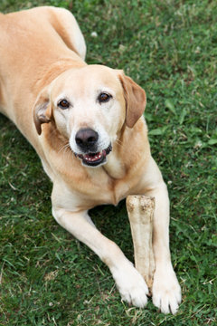 Chien avec son os