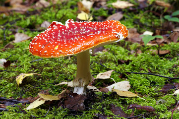 fly amanita