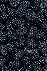 many delicious blackberries