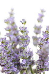 lavender flowers