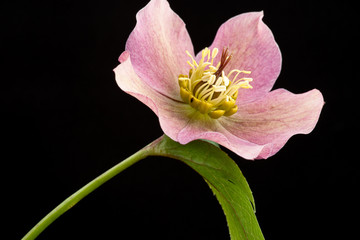 Fototapeta premium Christmas rose