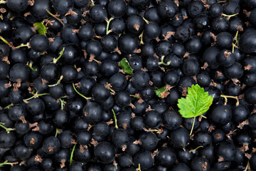many black currants