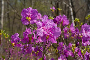 Obraz premium Flowers of Rhododendron 24