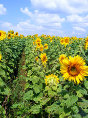 Sunflower And The Blue Sky With Clouds