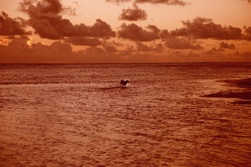 Fototapeta premium Lagoon in South Pacific Ocean with running Dog at Sunset