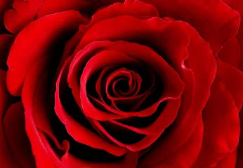 Voilages Macro rose d& 39 amour