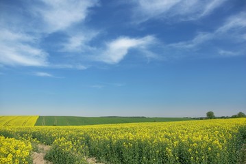 blooming yellow rape on background of sky