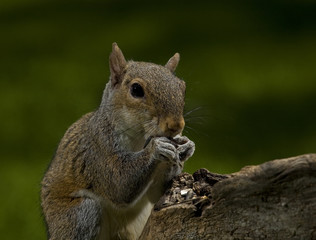 tree squirrel with food